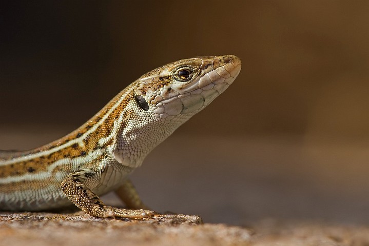 Karsteidechse - Podarcis melisellensis - Dalmatian Wall Lizard